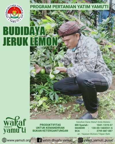 WAKAF PRODUKTIF (Budidaya Jeruk Lemon)
